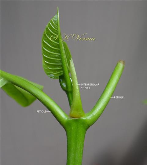  Stipules